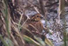 Florida quail hunting directory